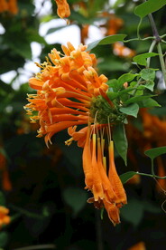 炮仗花 