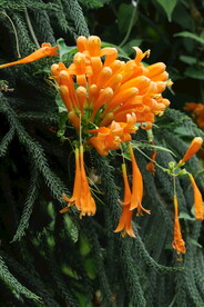 炮仗花  