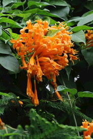 炮仗花 