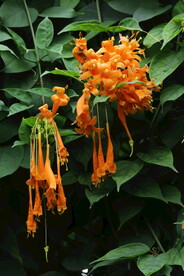 炮仗花 
