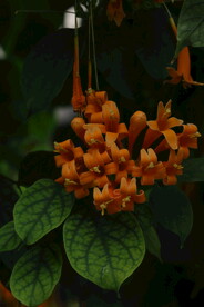 炮仗花 