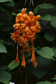炮仗花 