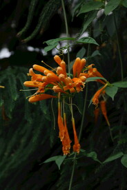 炮仗花 
