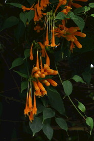 炮仗花 
