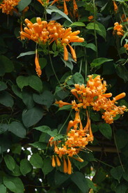 炮仗花 