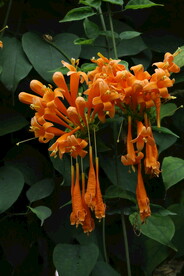 炮仗花 