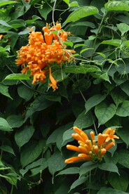 炮仗花 