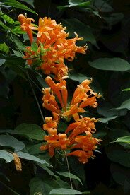 炮仗花 