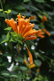 炮仗花