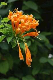 炮仗花  