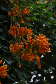 炮仗花 