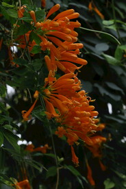 炮仗花 