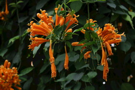 炮仗花 