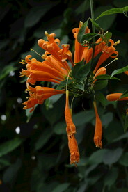 炮仗花 