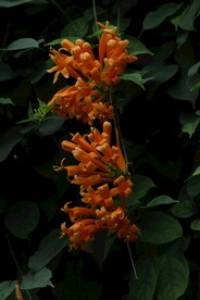 炮仗花 