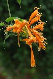 炮仗花  