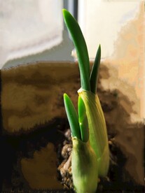 新芽