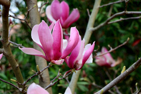 玉兰花