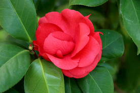 茶花