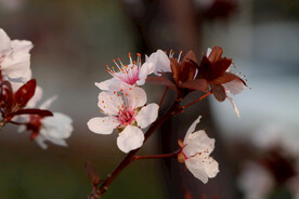 梅花