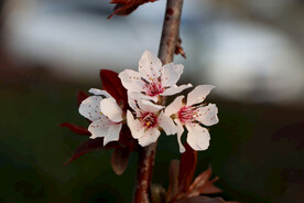 梅花