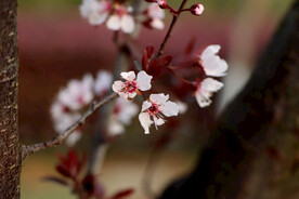 梅花