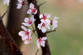 梅花