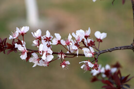 梅花