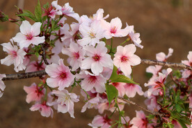 樱花