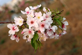 樱花