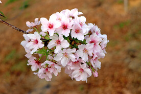 樱花