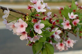 樱花