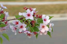 樱花