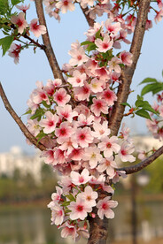 樱花