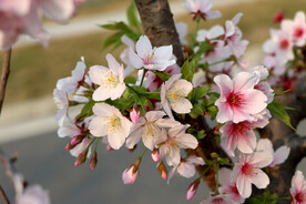 樱花