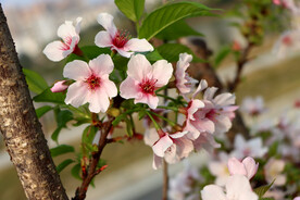 樱花