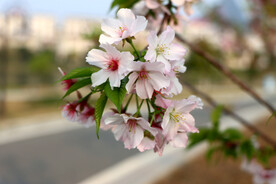 樱花