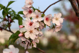 樱花