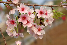 樱花