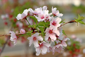 樱花
