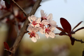 梅花