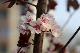 梅花