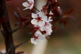 梅花