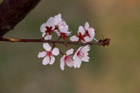 梅花