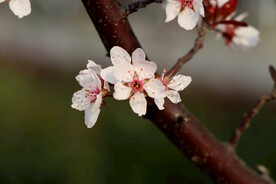 梅花