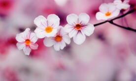 桃花摄影