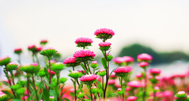 唯美鲜花壁纸