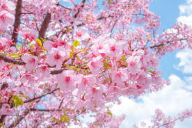 唯美鲜花壁纸