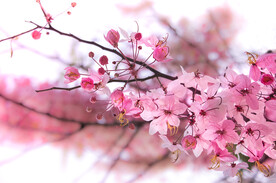 唯美鲜花壁纸
