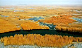 新疆博斯腾湖芦苇湿地